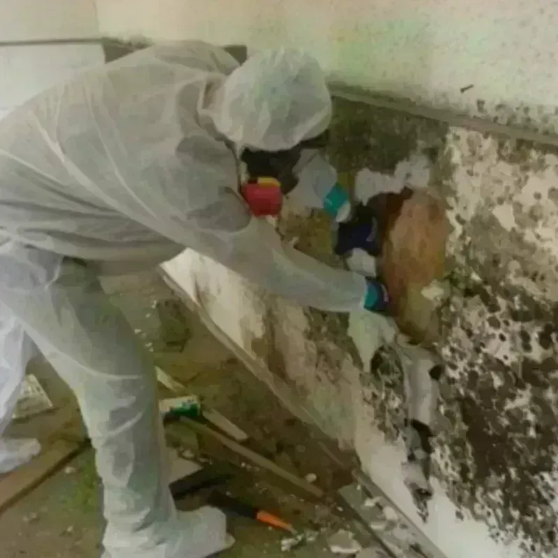 Mold Remediation and Removal in Ladera Ranch, CA